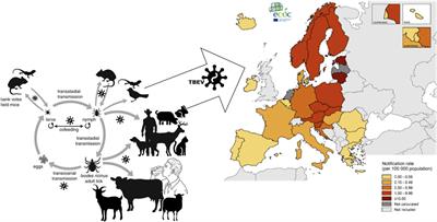 Response of host immune system to tick borne encephalitis virus